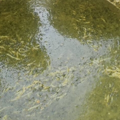 پخت آش نذری و شله زرد ایام فاطمیه دبستان شیخ محمد خیابانی-1404